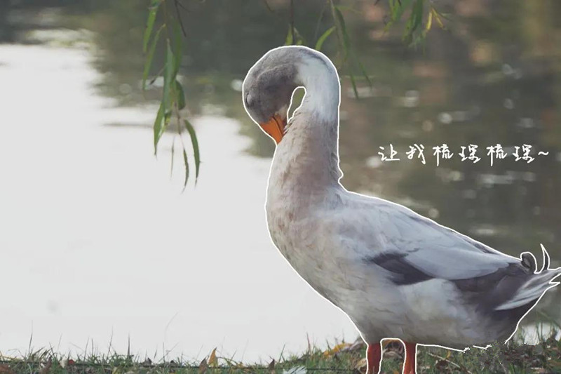 開(kāi)學(xué)了，一起來(lái)尋找校園里隱藏的小驚喜吧
